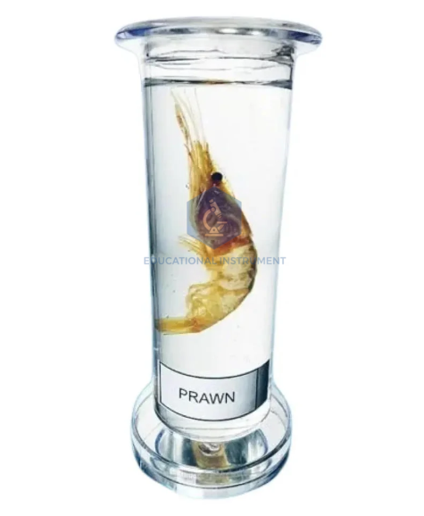 Zoology Specimen (Special)